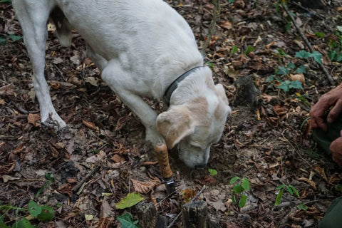 perro buscnado trufa en Aragón. Mayor Productor Mundial de Trufa Negra (Tuber melanosporum)
