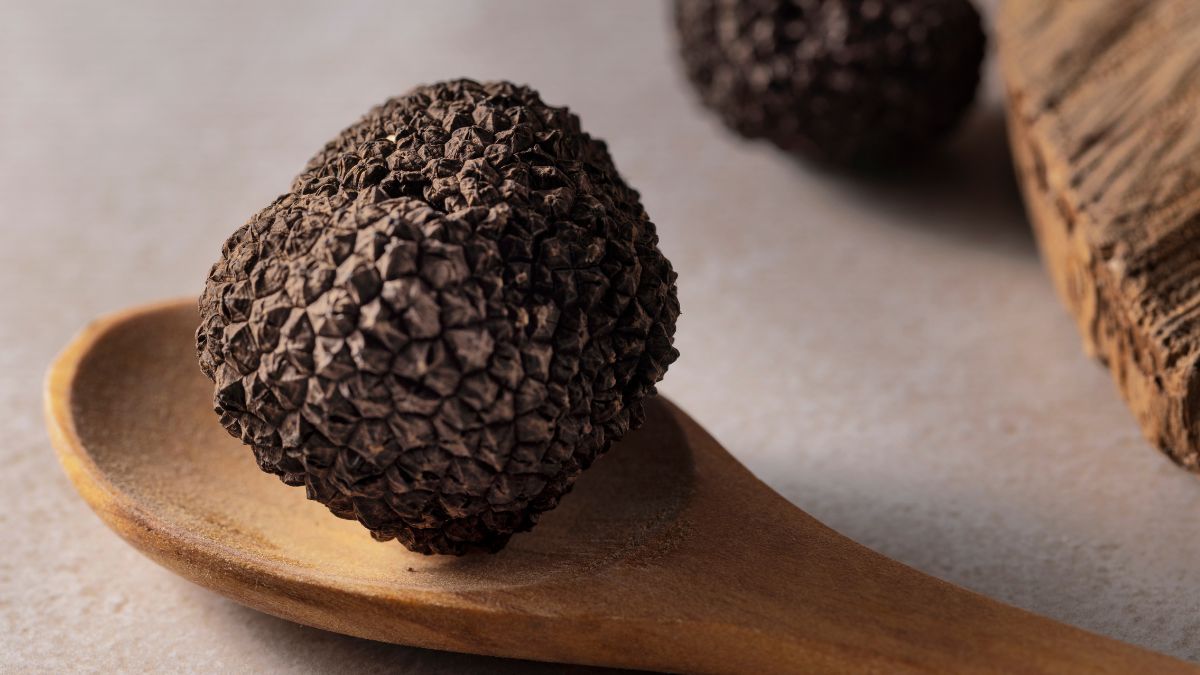 Black truffle and culture – Sentidos Truferos