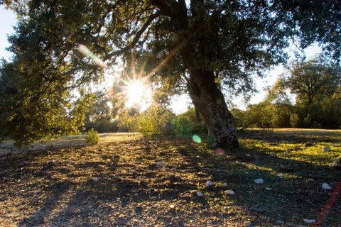 Donde comprar trufa negra