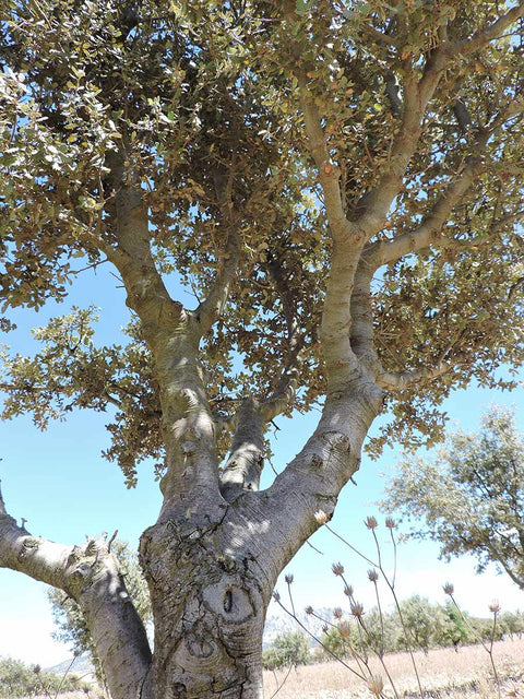 dónde sale la trufa negra