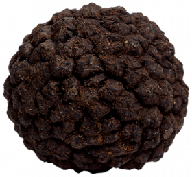 trufa de Aragón sentidos truferos