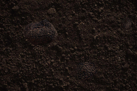 Conseguir trufa negra de Aragón