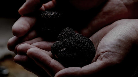 Pieza de trufa negra fresca entera Tuber melanosporum recién recolectada para la venta online
