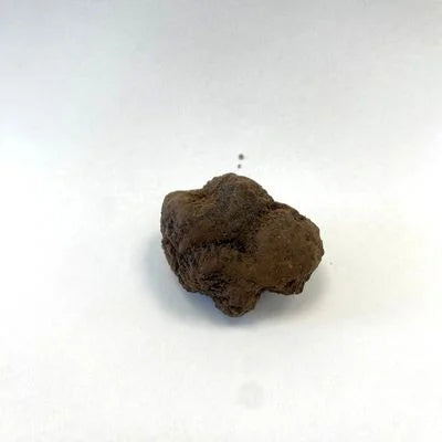Embalaje seguro y envío garantizando la cadena de frío para la trufa negra fresca