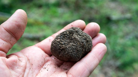 Trufa negra fresca en trozos Tuber melanosporum de Teruel