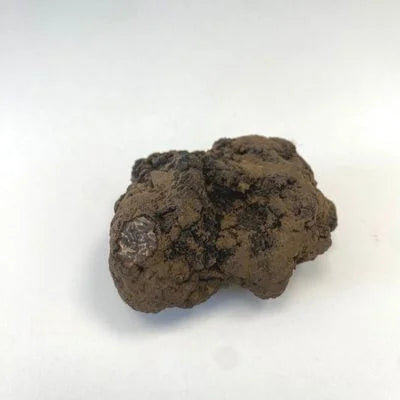 Trufa negra fresca lista para rallar sobre un plato de cocina gourmet