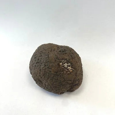 Trufa negra fresca Tuber Melanosporum premium de Teruel y Ribagorza - Sentidos Truferos