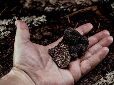 tuber melanosporum en la palma de la mano recién extraída de la tierra
