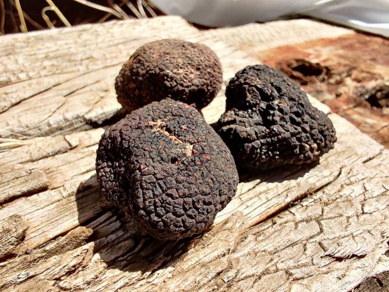 Trufas al sol