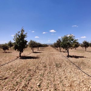 campo de plantación de sentidos truferos trufa negra de Teruel