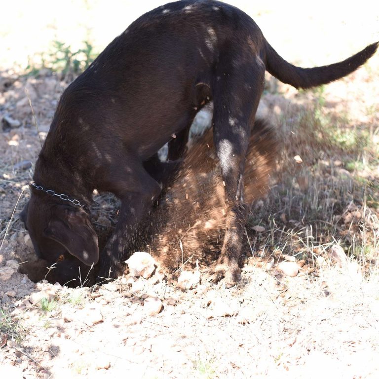 como adiestrar a un perro trufero