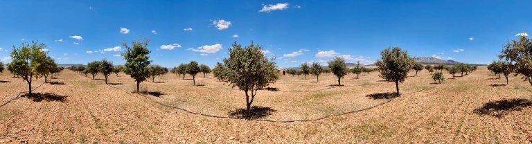 plantación de trufas negras