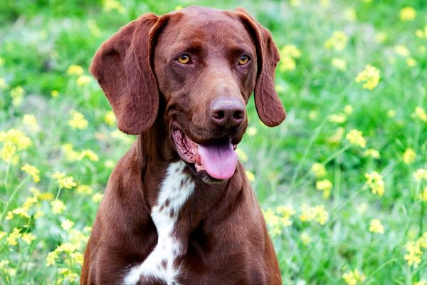 Ventilación Despido responder 7 perros truferos para buscar trufa negra - Sentidos Truferos