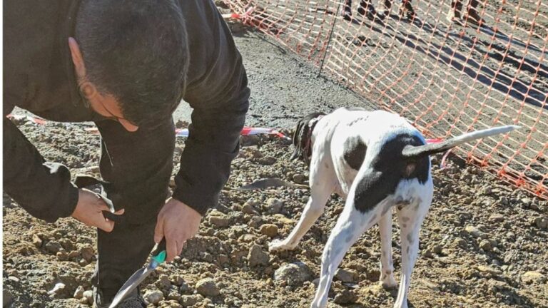 ii Concurso Nacional de Perros truferos