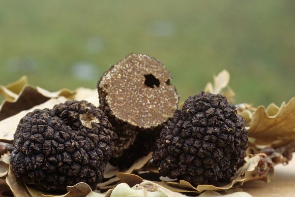 trufas de verano