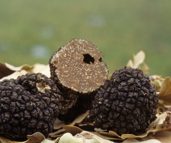 trufas de verano